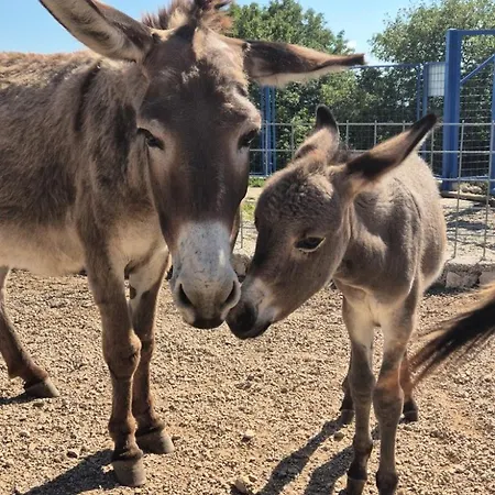 Suzi - Family Farm With Donkeys, Pool And Sea View Near Rijeka Appartement Šmrika