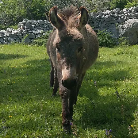 Villa Suzi Donkey Farm & Sea View Appartement