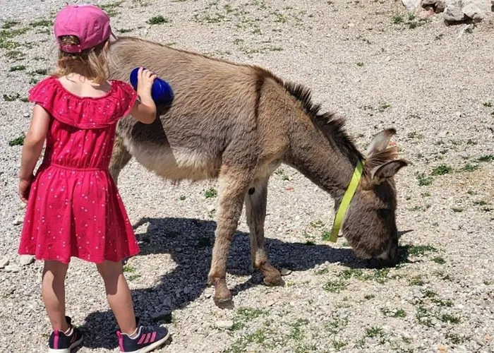 Suzi Donkey Farm & Sea View