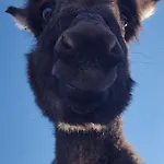 Suzi - Family Farm With Donkeys, Pool And Sea View Near Rijeka * Šmrika