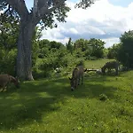 Suzi - Family Farm With Donkeys, Pool And Sea View Near Rijeka *