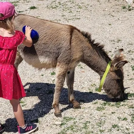 Suzi Donkey Farm & Sea View