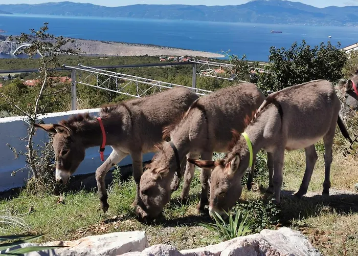 Suzi Donkey Farm & Sea View *
