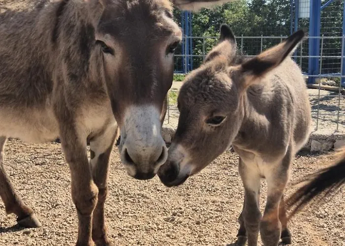 Suzi Donkey Farm & Sea View Apartment Smrika