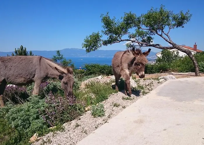 Apartment Suzi Donkey Farm & Sea View