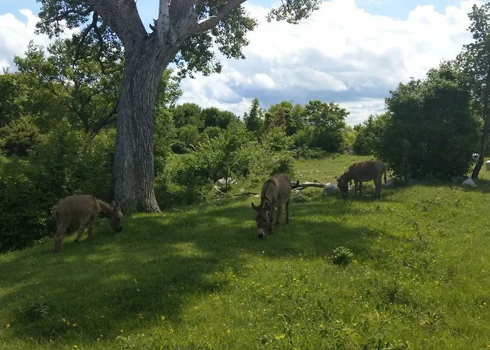 Suzi Donkey Farm & Sea View *